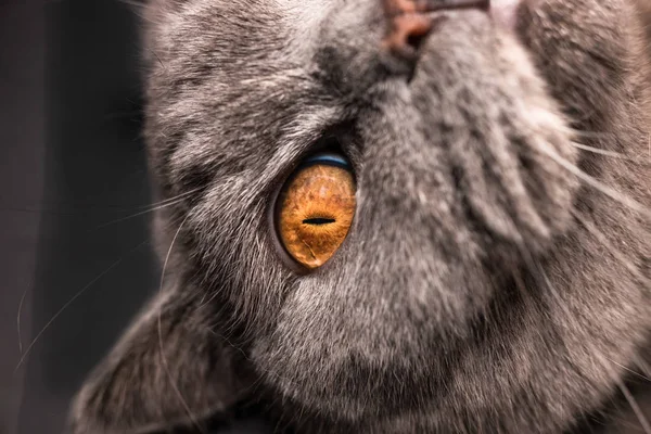 gray cat, scottish cat breed