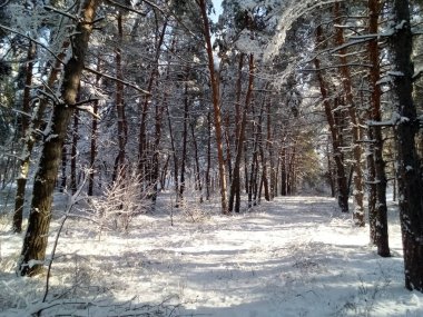 Güneşli gün boyunca karla kaplı güzel orman