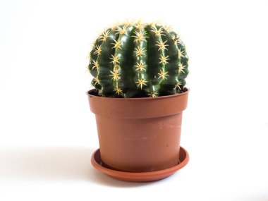 Kaktüs çiçeği tencerede beyaz arka plan üzerinde büyüyen görünümünü kapat