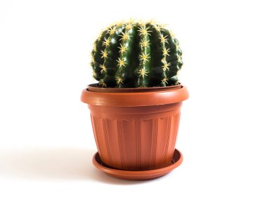 Kaktüs çiçeği tencerede beyaz arka plan üzerinde büyüyen görünümünü kapat