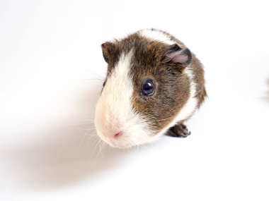 Sevimli kobay görünümünü kapat