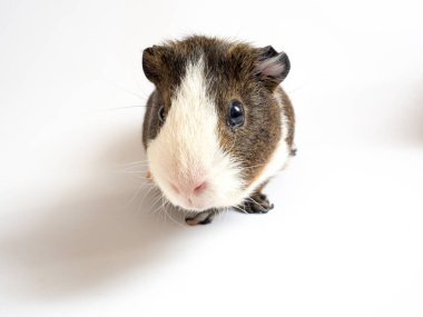 Sevimli kobay görünümünü kapat