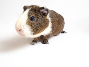 Sevimli kobay görünümünü kapat