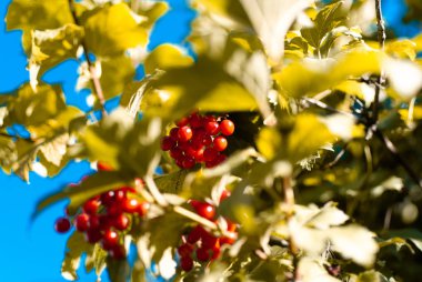 Ağaç üzerinde kartopu çilek görünümü kadar kapatın