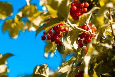 Ağaç üzerinde kartopu çilek görünümü kadar kapatın