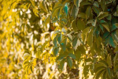 Çit büyüyen yeşil yaprakların görünümü kadar kapatın