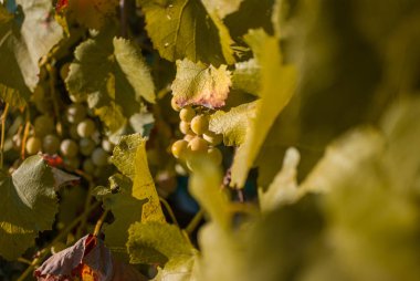 Garden'da büyüyen güzel yeşil üzüm