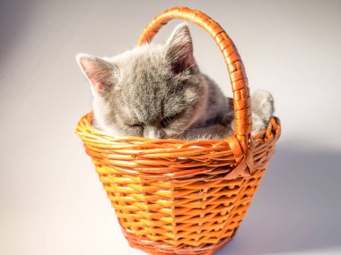 Hasır sepet içinde oturan şirin gri kedi görünümünü kapat