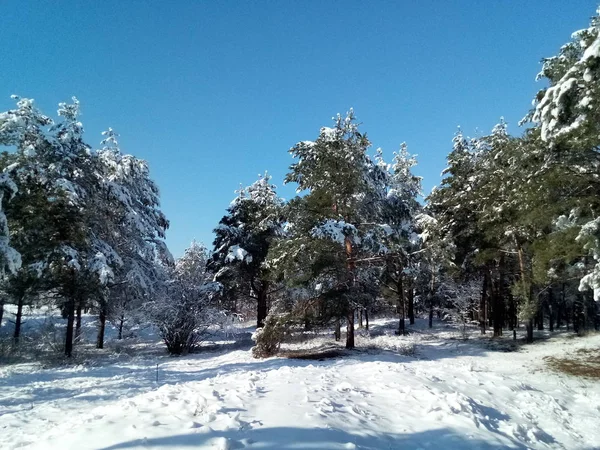 Vacker Skog Täckt Med Snö Solig Dag — Stockfoto