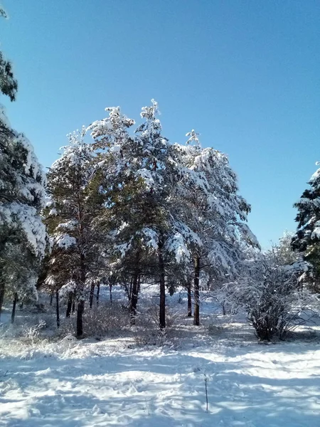 Belle Forêt Couverte Neige Pendant Journée Ensoleillée — Photo