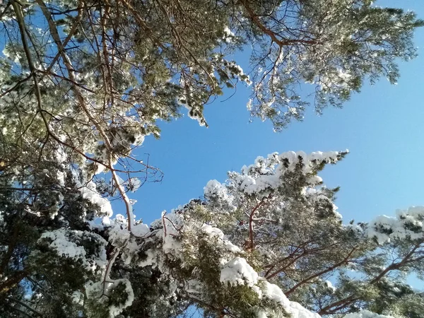 Krásný Les Pokryté Sněhem Během Slunečného Dne — Stock fotografie