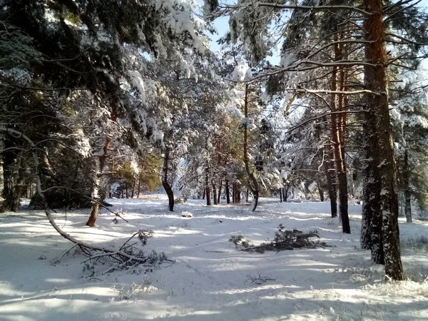 Schöner Schneebedeckter Wald Sonnigen Tagen — Stockfoto