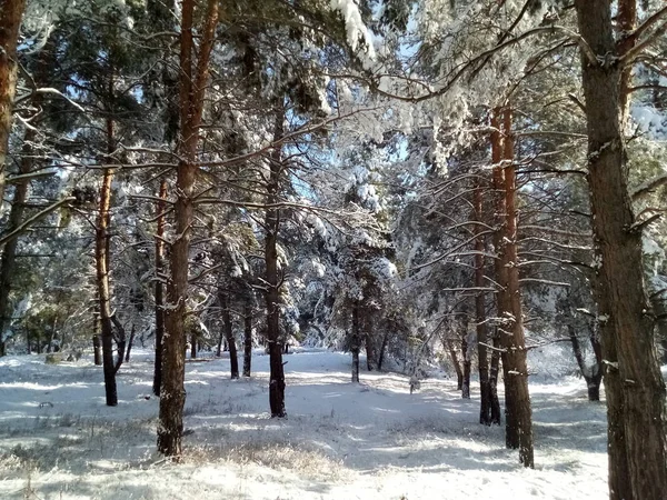 Krásný Les Pokryté Sněhem Během Slunečného Dne — Stock fotografie