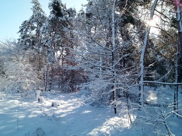 Hermoso Bosque Cubierto Nieve Durante Día Soleado — Foto de Stock