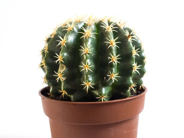 Close Van Cactus Groeit Bloempot Witte Achtergrond — Stockfoto