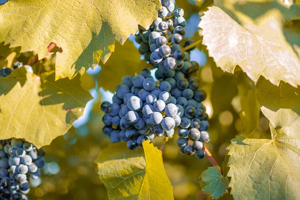 Uvas Rojas Maduras Vid Vista Cerca — Foto de Stock