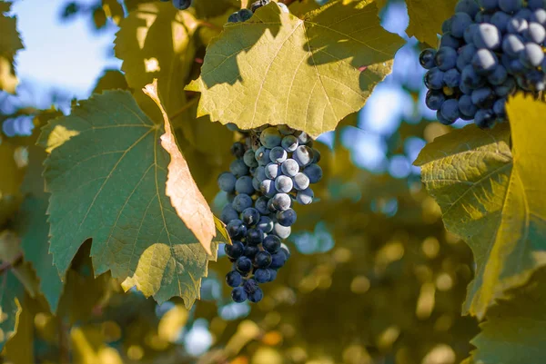 Red Ripe Grapes Grapevine Close View — Stock Photo, Image