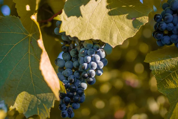 Red Ripe Grapes Grapevine Close View — Stock Photo, Image