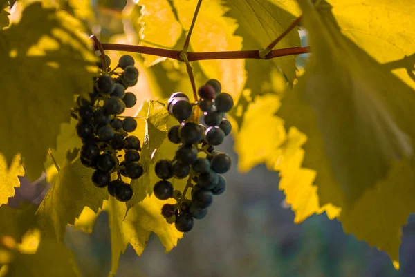 Czerwony Dojrzałe Winogrona Grapevine Zbliżenie — Zdjęcie stockowe