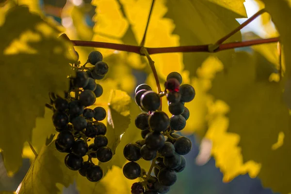 Röda Mogna Druvor Grapevine Nära Håll — Stockfoto