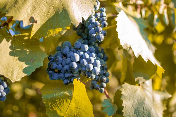 Raisins Mûrs Rouges Sur Vigne Vue Rapprochée — Photo