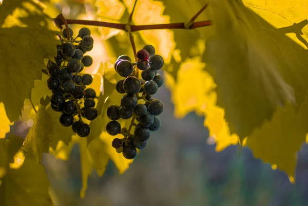 Červené Zralé Hrozny Grapevine Detailní Zobrazení — Stock fotografie