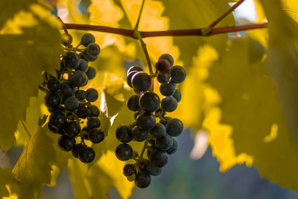 Red Ripe Grapes Grapevine Close View — Stock Photo, Image