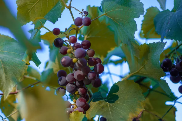 Raisins Mûrs Rouges Sur Vigne Vue Rapprochée — Photo