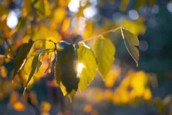 Gule Efterårsblade Med Morgensol - Stock-foto