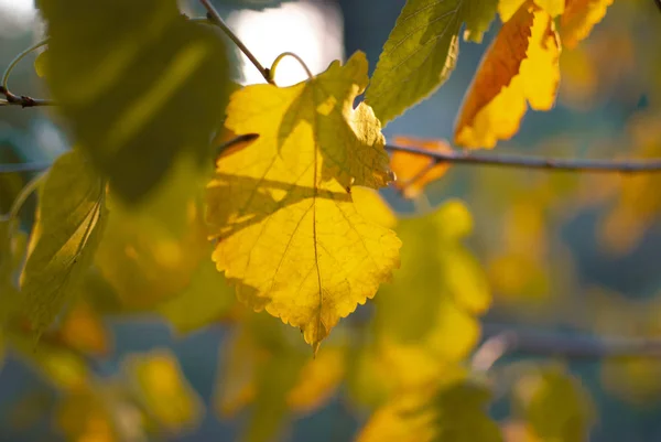 Folhas Outono Amarelas Com Sol Manhã — Fotografia de Stock