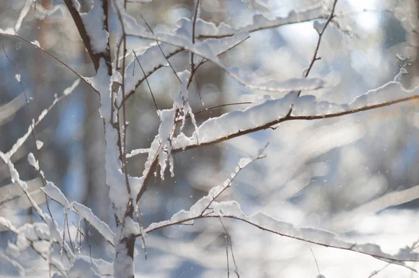 Vista Perto Galho Árvore Coberto Neve — Fotografia de Stock