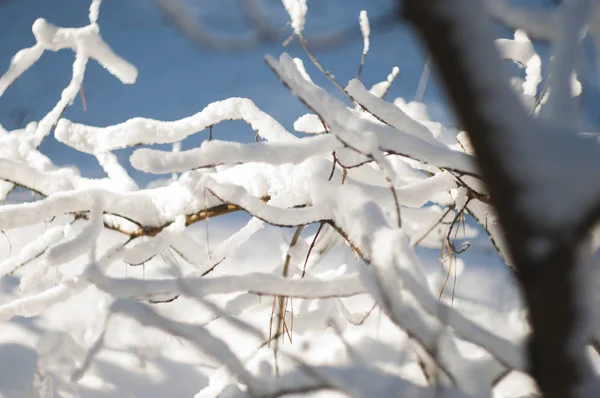 Close View Tree Branch Covered Snow — Stock Photo, Image