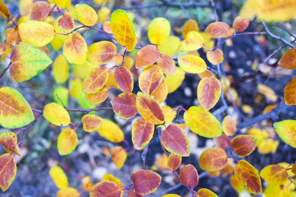Zblízka Pohled Jasný Podzimní Listí Rozostřeného Pozadí — Stock fotografie