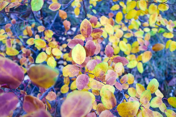 Arka Plan Bulanık Parlak Sonbahar Yaprakları Görünümünü Kapat — Stok fotoğraf