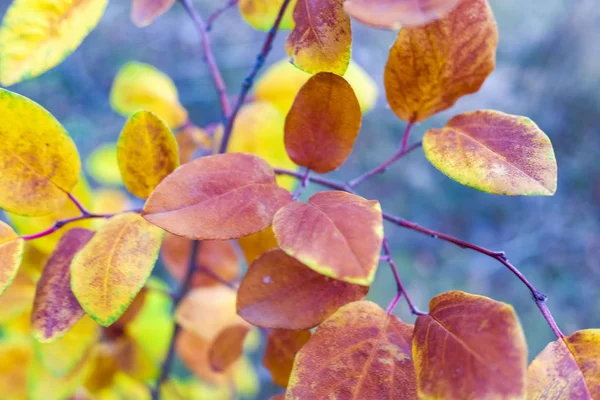 Nahaufnahme Heller Herbstblätter Auf Verschwommenem Hintergrund — Stockfoto