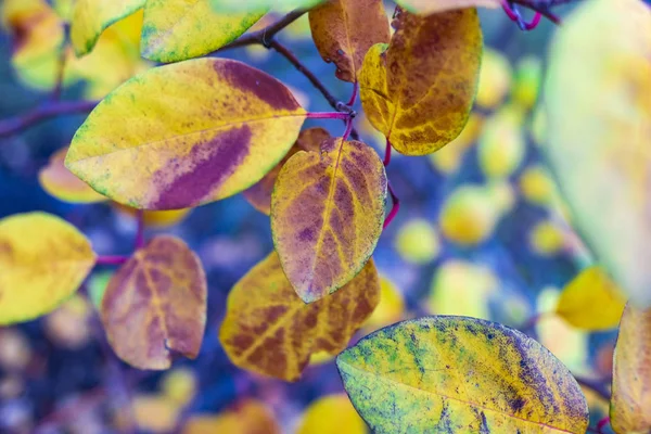 Nahaufnahme Heller Herbstblätter Auf Verschwommenem Hintergrund — Stockfoto