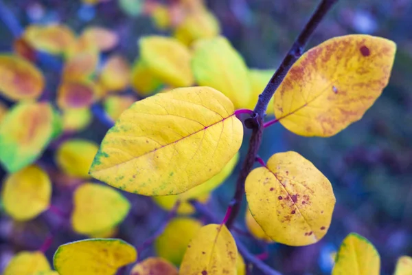 Nahaufnahme Heller Herbstblätter Auf Verschwommenem Hintergrund — Stockfoto