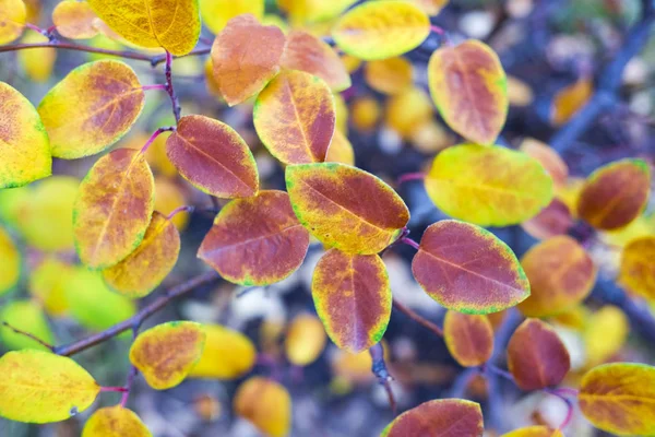 Nahaufnahme Heller Herbstblätter Auf Verschwommenem Hintergrund — Stockfoto