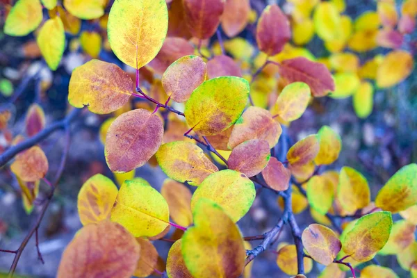Arka Plan Bulanık Parlak Sonbahar Yaprakları Görünümünü Kapat — Stok fotoğraf