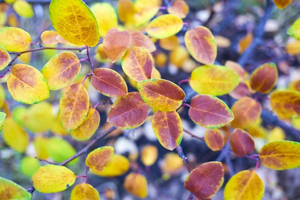 Nahaufnahme Heller Herbstblätter Auf Verschwommenem Hintergrund — Stockfoto