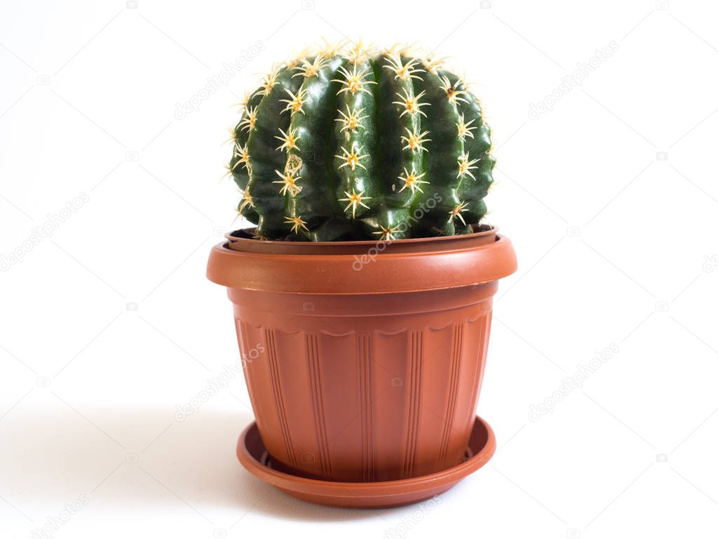 Close up view of cactus growing in flower pot on white background