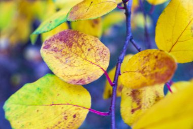 Arka plan bulanık parlak sonbahar yaprakları görünümünü kapat