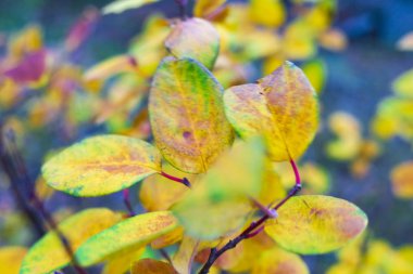 Arka plan bulanık parlak sonbahar yaprakları görünümünü kapat