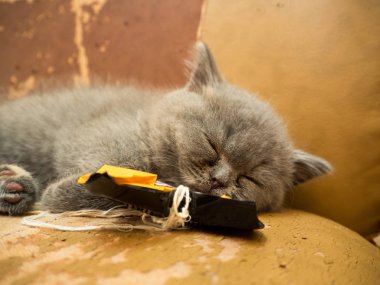 Şirin gri kedi kanepede uyuklayan görünümü kapatın 