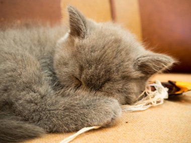 Şirin gri kedi kanepede uyuklayan görünümü kapatın 