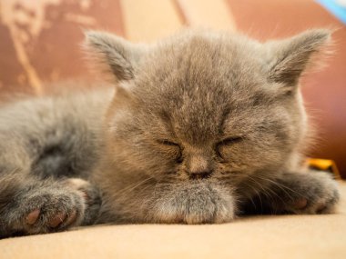 Şirin gri kedi kanepede uyuklayan görünümü kapatın 