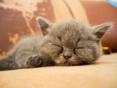 Şirin gri kedi kanepede uyuklayan görünümü kapatın 