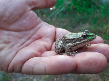 Eller üzerinde oturan büyük yeşil kurbağa görünümünü kapat