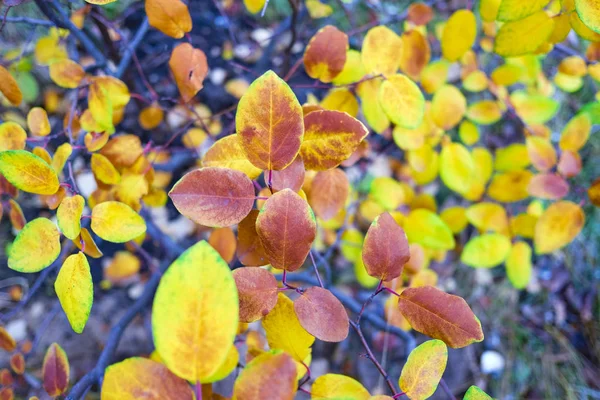 Nahaufnahme Heller Herbstblätter Auf Verschwommenem Hintergrund — Stockfoto