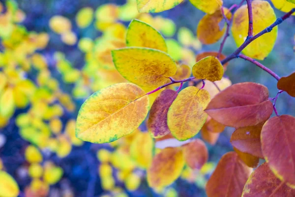 Крупный План Ярких Осенних Листьев Размытом Фоне — стоковое фото